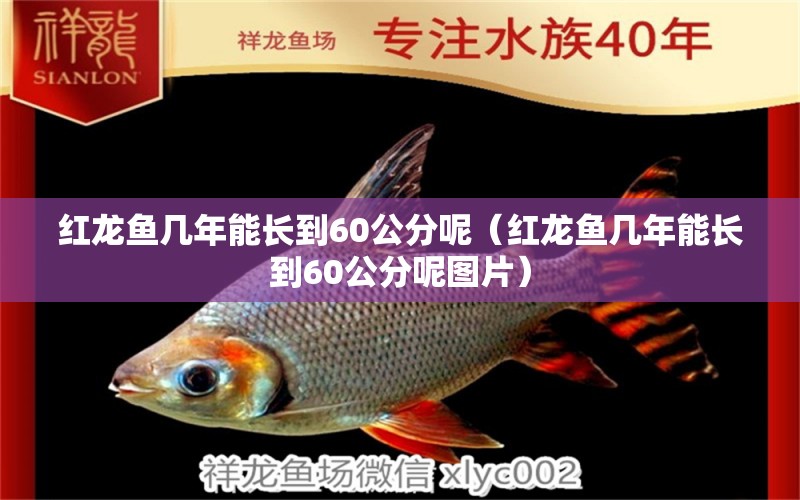 红龙鱼几年能长到60公分呢（红龙鱼几年能长到60公分呢图片） 印尼红龙鱼