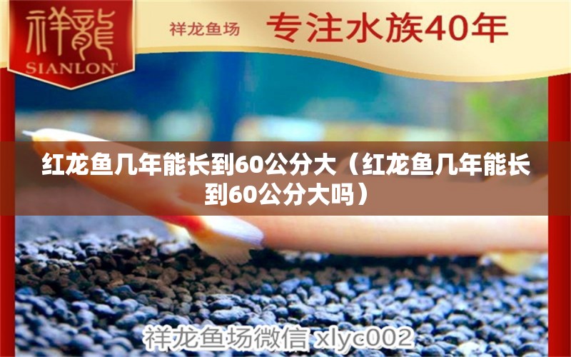 红龙鱼几年能长到60公分大（红龙鱼几年能长到60公分大吗） 印尼红龙鱼