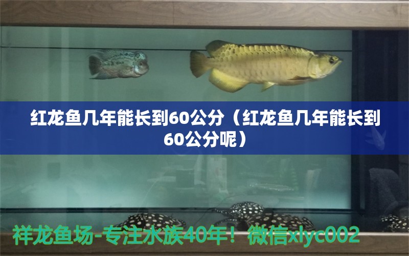 红龙鱼几年能长到60公分（红龙鱼几年能长到60公分呢） 印尼红龙鱼