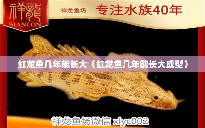 红龙鱼几年能长大（红龙鱼几年能长大成型） 祥龙水族医院