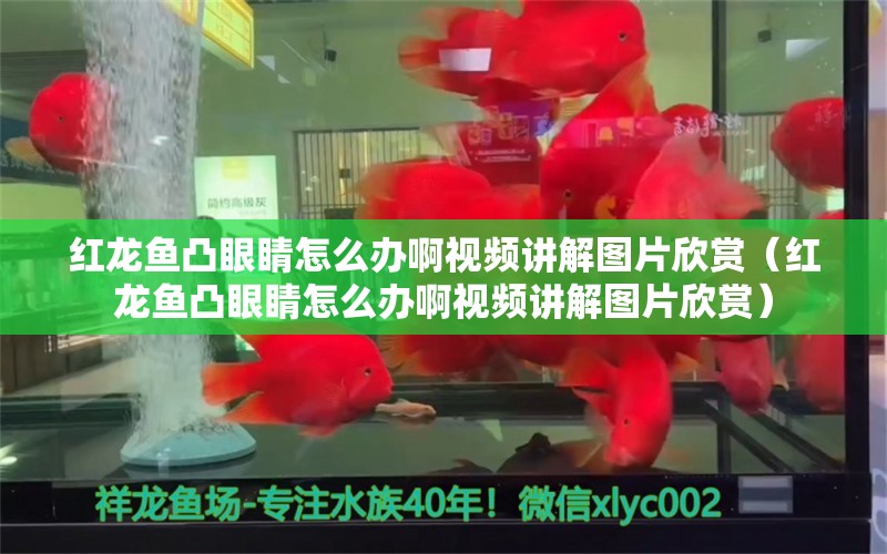 红龙鱼凸眼睛怎么办啊视频讲解图片欣赏（红龙鱼凸眼睛怎么办啊视频讲解图片欣赏）