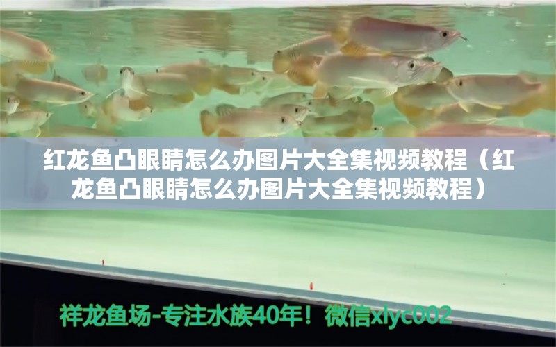 红龙鱼凸眼睛怎么办图片大全集视频教程（红龙鱼凸眼睛怎么办图片大全集视频教程） 龙鱼百科