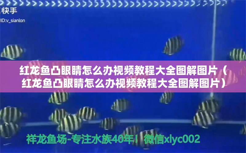 红龙鱼凸眼睛怎么办视频教程大全图解图片（红龙鱼凸眼睛怎么办视频教程大全图解图片）