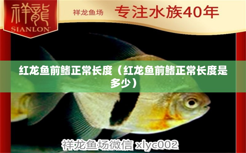 红龙鱼前鳍正常长度（红龙鱼前鳍正常长度是多少） 观赏鱼市场（混养鱼）