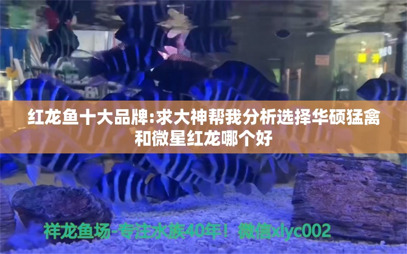 红龙鱼十大品牌:求大神帮我分析选择华硕猛禽和微星红龙哪个好