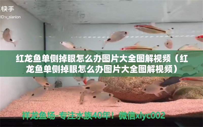 红龙鱼单侧掉眼怎么办图片大全图解视频（红龙鱼单侧掉眼怎么办图片大全图解视频）