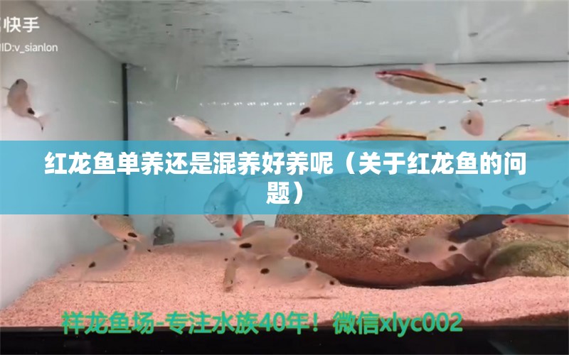 红龙鱼单养还是混养好养呢（关于红龙鱼的问题） 水族问答 第1张