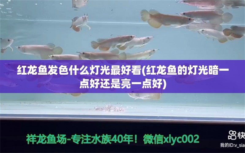 红龙鱼发色什么灯光最好看(红龙鱼的灯光暗一点好还是亮一点好) 柠檬鲫