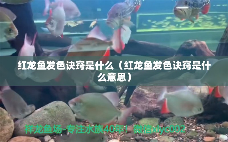 红龙鱼发色诀窍是什么（红龙鱼发色诀窍是什么意思）