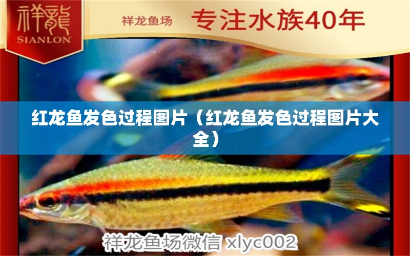 红龙鱼发色过程图片（红龙鱼发色过程图片大全） 红龙鱼鱼粮饲料