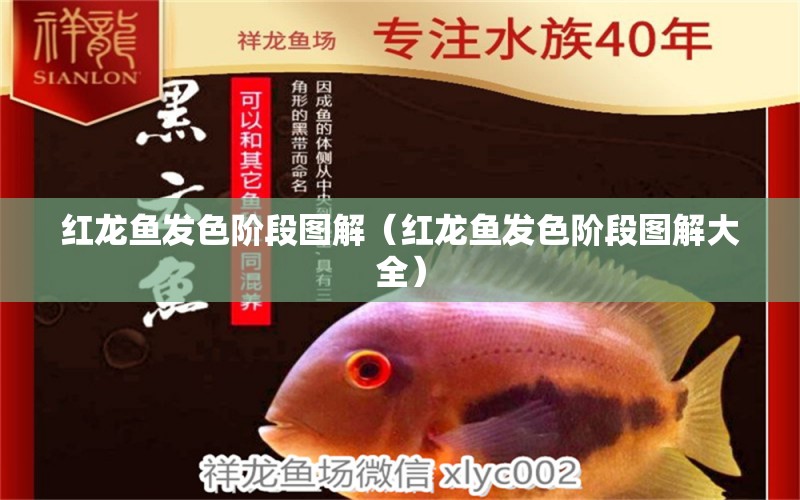 红龙鱼发色阶段图解（红龙鱼发色阶段图解大全） 红龙鱼鱼粮饲料
