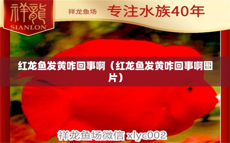 红龙鱼发黄咋回事啊（红龙鱼发黄咋回事啊图片） 红龙鱼鱼粮饲料