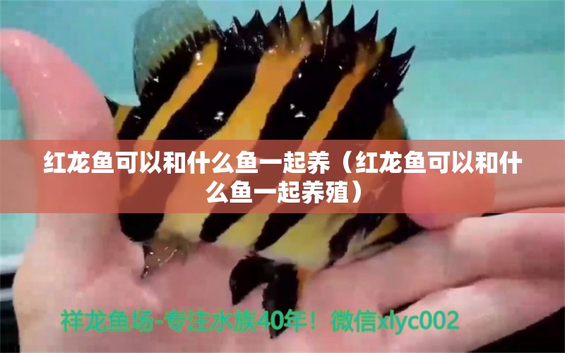 红龙鱼可以和什么鱼一起养（红龙鱼可以和什么鱼一起养殖） 广州龙鱼批发市场