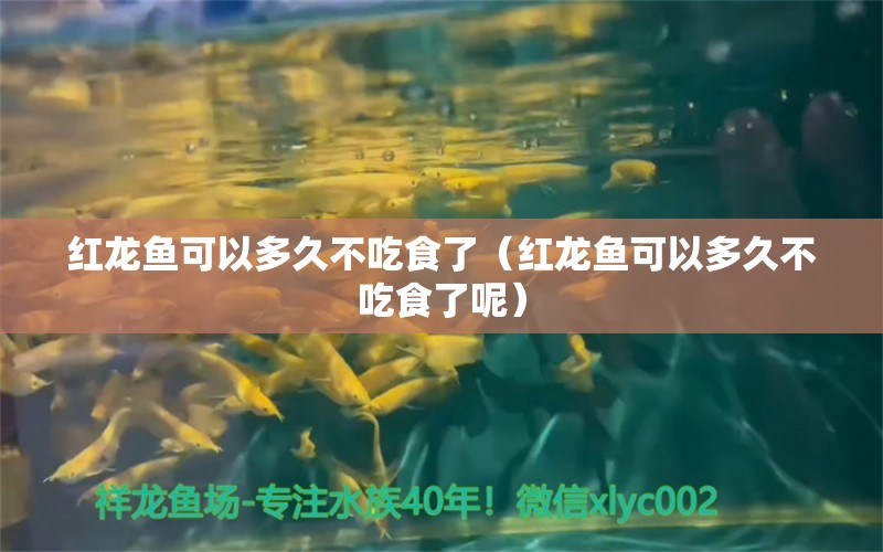 红龙鱼可以多久不吃食了（红龙鱼可以多久不吃食了呢） 龙鱼百科