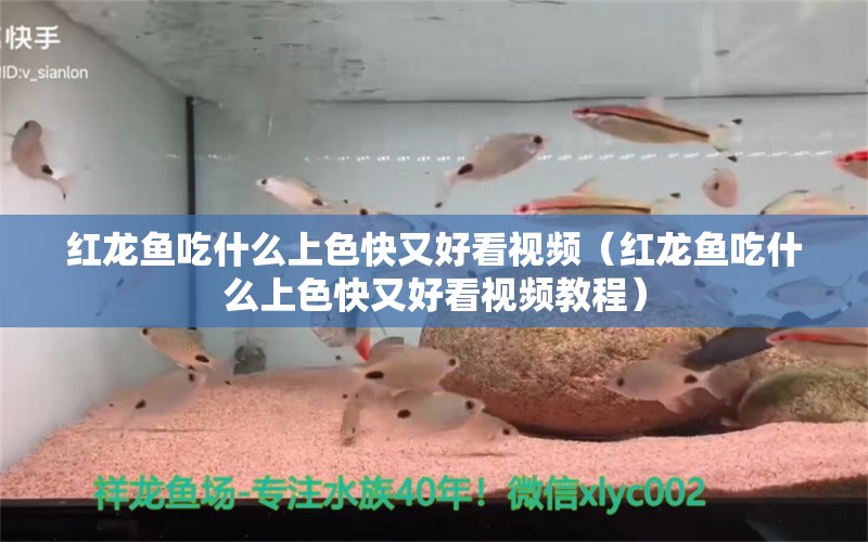 红龙鱼吃什么上色快又好看视频（红龙鱼吃什么上色快又好看视频教程）