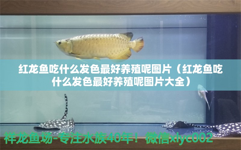 红龙鱼吃什么发色最好养殖呢图片（红龙鱼吃什么发色最好养殖呢图片大全） 龙鱼百科