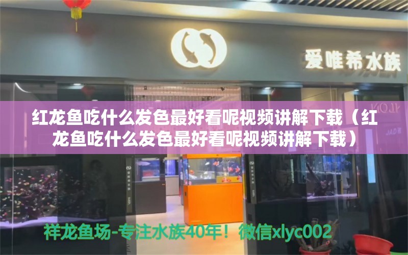 红龙鱼吃什么发色最好看呢视频讲解下载（红龙鱼吃什么发色最好看呢视频讲解下载） 龙鱼百科