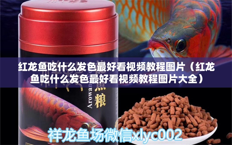 红龙鱼吃什么发色最好看视频教程图片（红龙鱼吃什么发色最好看视频教程图片大全） 龙鱼百科