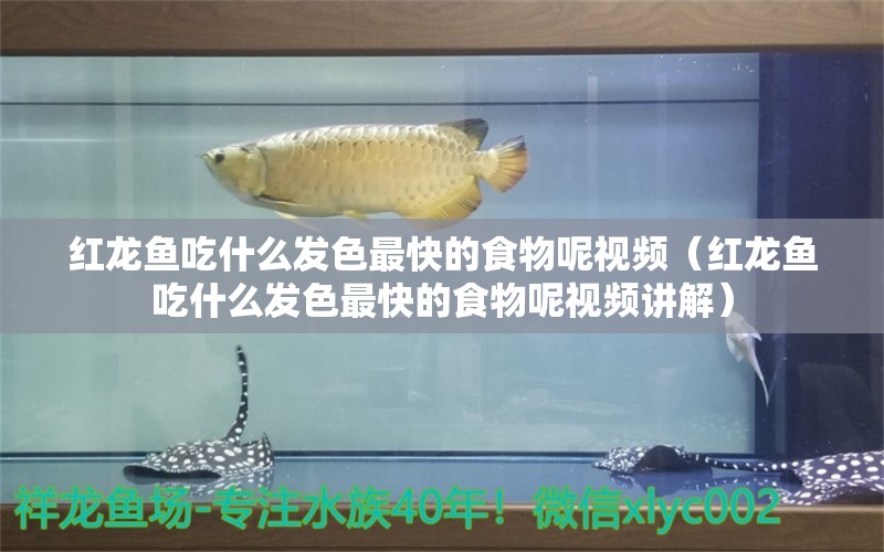 红龙鱼吃什么发色最快的食物呢视频（红龙鱼吃什么发色最快的食物呢视频讲解） 龙鱼百科