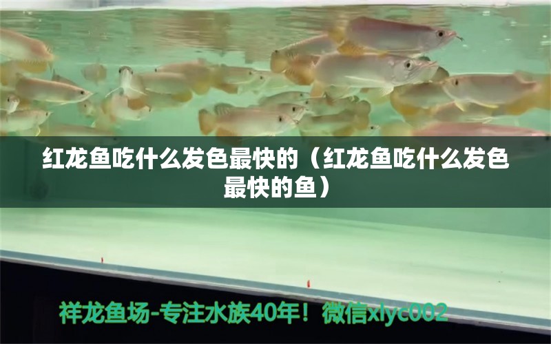 红龙鱼吃什么发色最快的（红龙鱼吃什么发色最快的鱼） 印尼红龙鱼