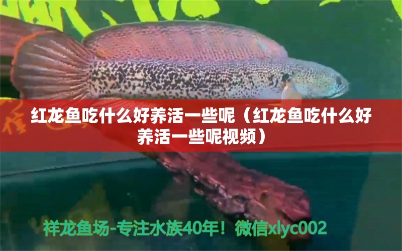 红龙鱼吃什么好养活一些呢（红龙鱼吃什么好养活一些呢视频） 龙鱼百科