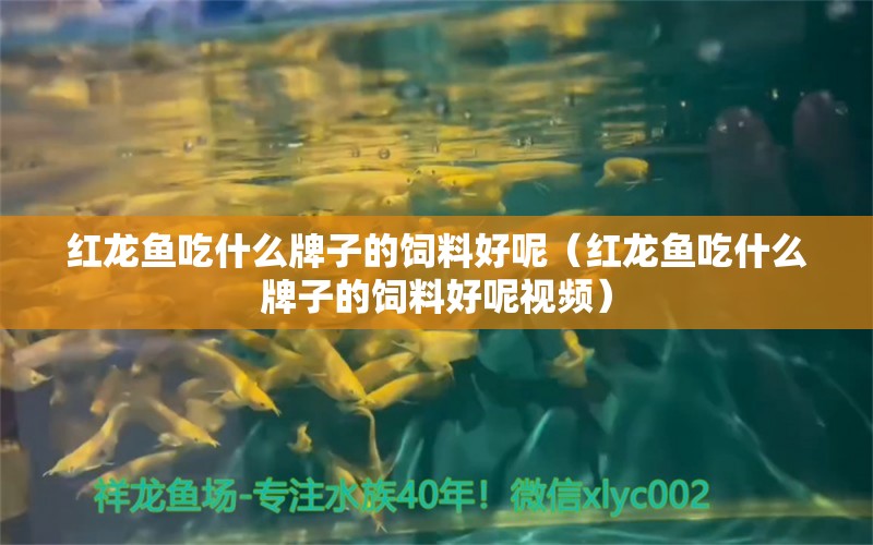 红龙鱼吃什么牌子的饲料好呢（红龙鱼吃什么牌子的饲料好呢视频） 印尼红龙鱼