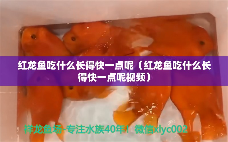 红龙鱼吃什么长得快一点呢（红龙鱼吃什么长得快一点呢视频） 龙鱼百科