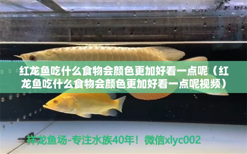 红龙鱼吃什么食物会颜色更加好看一点呢（红龙鱼吃什么食物会颜色更加好看一点呢视频）