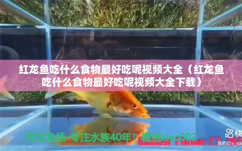 红龙鱼吃什么食物最好吃呢视频大全（红龙鱼吃什么食物最好吃呢视频大全下载） 龙鱼百科