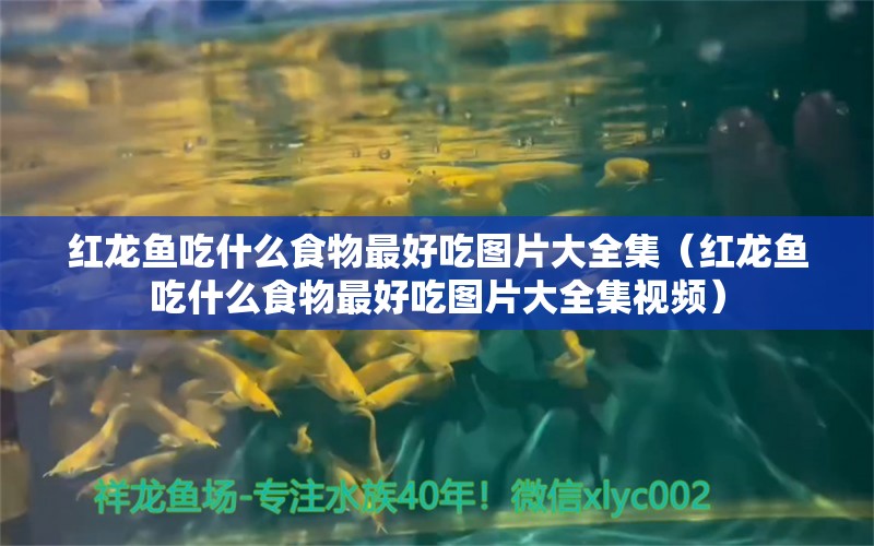 红龙鱼吃什么食物最好吃图片大全集（红龙鱼吃什么食物最好吃图片大全集视频）