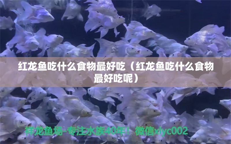 红龙鱼吃什么食物最好吃（红龙鱼吃什么食物最好吃呢） 印尼红龙鱼