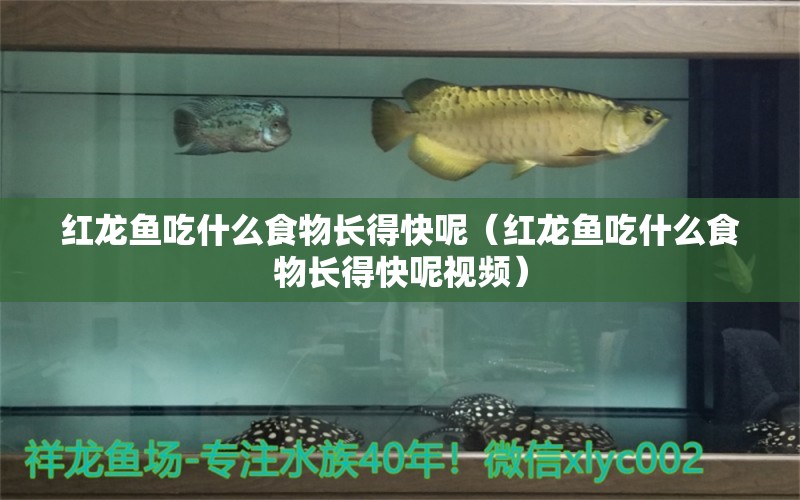 红龙鱼吃什么食物长得快呢（红龙鱼吃什么食物长得快呢视频）