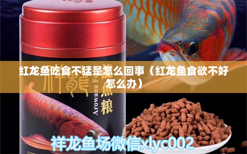 红龙鱼吃食不猛是怎么回事（红龙鱼食欲不好怎么办） 龙鱼百科