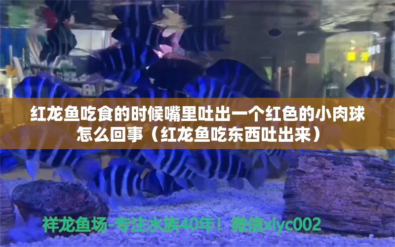 红龙鱼吃食的时候嘴里吐出一个红色的小肉球怎么回事（红龙鱼吃东西吐出来）