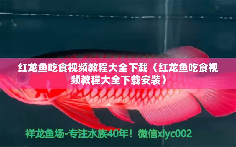 红龙鱼吃食视频教程大全下载（红龙鱼吃食视频教程大全下载安装） 龙鱼百科