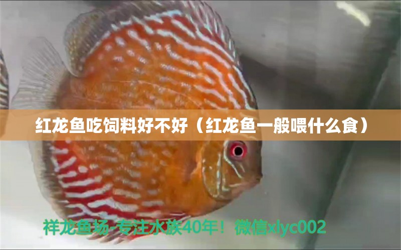 红龙鱼吃饲料好不好（红龙鱼一般喂什么食） 广州观赏鱼批发市场