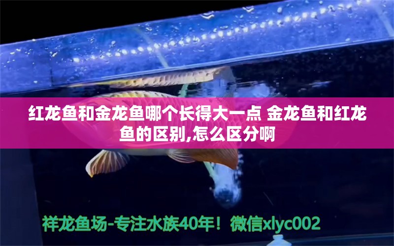 红龙鱼和金龙鱼哪个长得大一点 金龙鱼和红龙鱼的区别,怎么区分啊