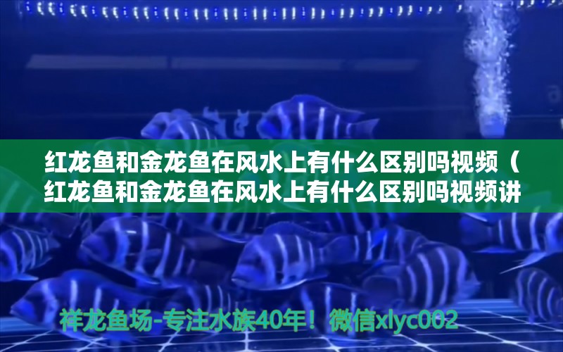 红龙鱼和金龙鱼在风水上有什么区别吗视频（红龙鱼和金龙鱼在风水上有什么区别吗视频讲解） 鱼缸风水