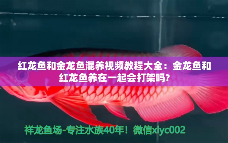 红龙鱼和金龙鱼混养视频教程大全：金龙鱼和红龙鱼养在一起会打架吗?