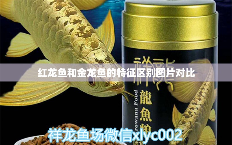 红龙鱼和金龙鱼的特征区别图片对比