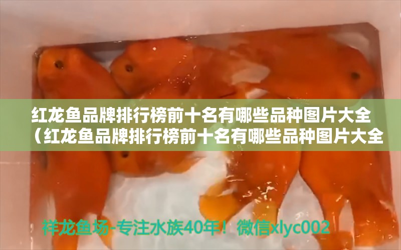 红龙鱼品牌排行榜前十名有哪些品种图片大全（红龙鱼品牌排行榜前十名有哪些品种图片大全及价格）