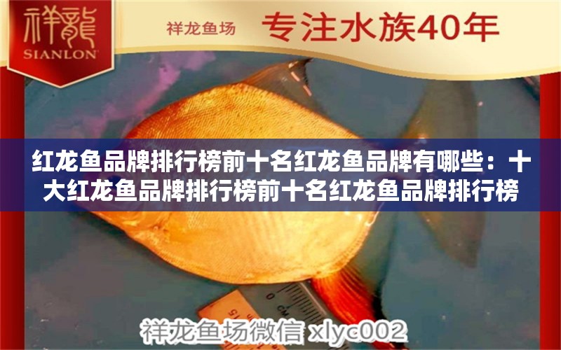 红龙鱼品牌排行榜前十名红龙鱼品牌有哪些：十大红龙鱼品牌排行榜前十名红龙鱼品牌排行榜前十名