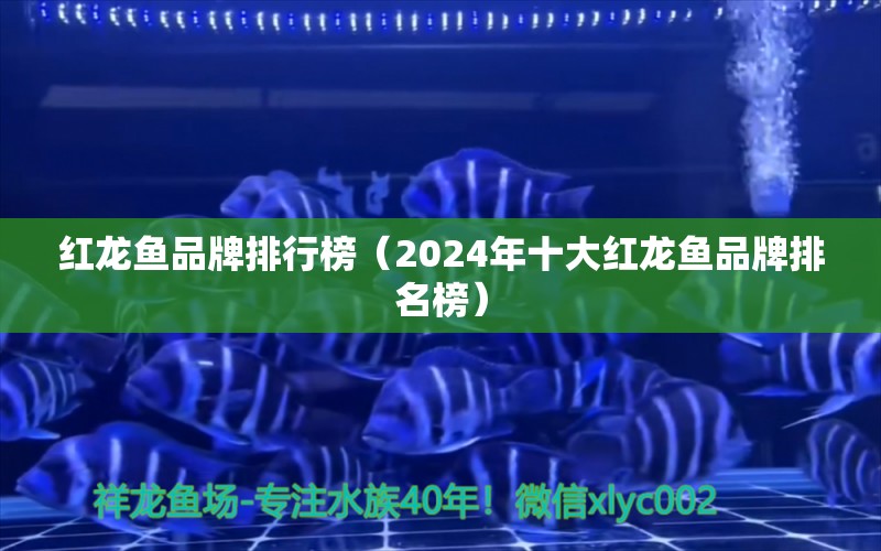 红龙鱼品牌排行榜（2024年十大红龙鱼品牌排名榜） 龙鱼百科 第1张