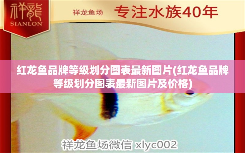 红龙鱼品牌等级划分图表最新图片(红龙鱼品牌等级划分图表最新图片及价格) 红头利鱼