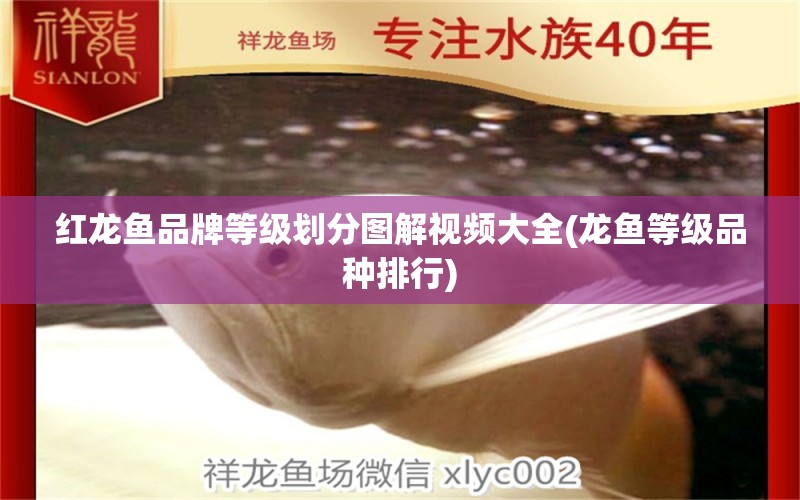 红龙鱼品牌等级划分图解视频大全(龙鱼等级品种排行)