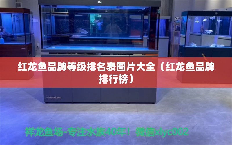 红龙鱼品牌等级排名表图片大全（红龙鱼品牌排行榜）