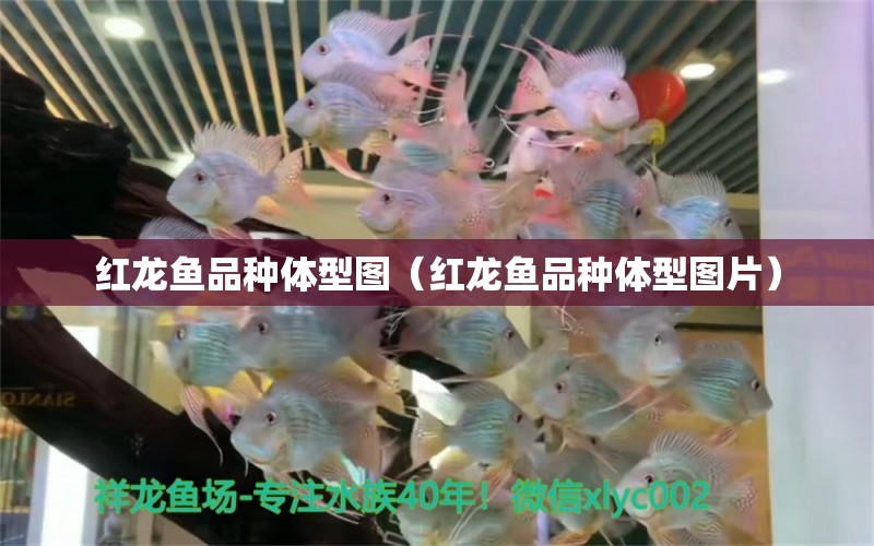 红龙鱼品种体型图（红龙鱼品种体型图片） 祥龙水族医院