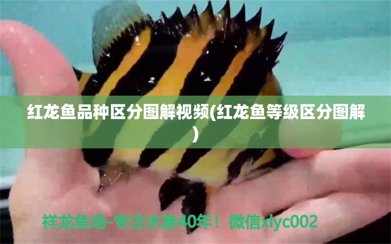 红龙鱼品种区分图解视频(红龙鱼等级区分图解) 观赏鱼水族批发市场 第1张