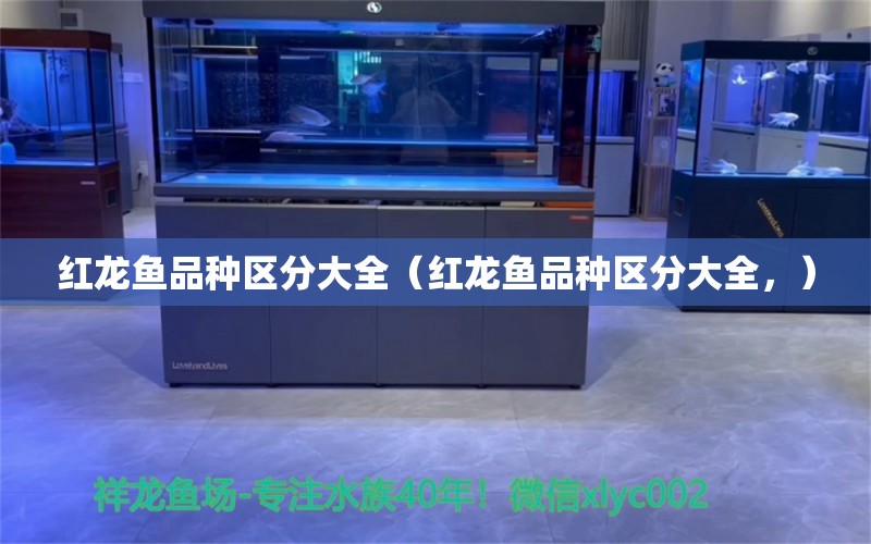 红龙鱼品种区分大全（红龙鱼品种区分大全，） 水族问答 第1张