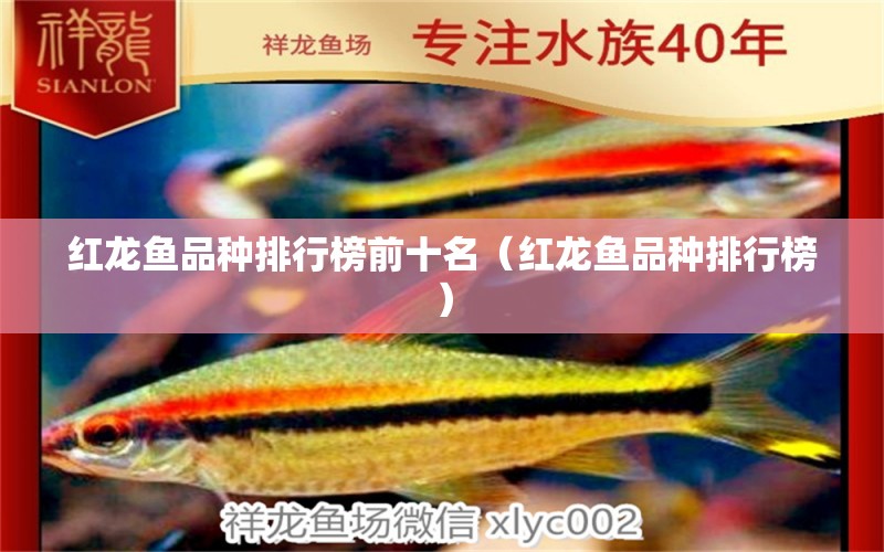 红龙鱼品种排行榜前十名（红龙鱼品种排行榜） 水族问答 第1张